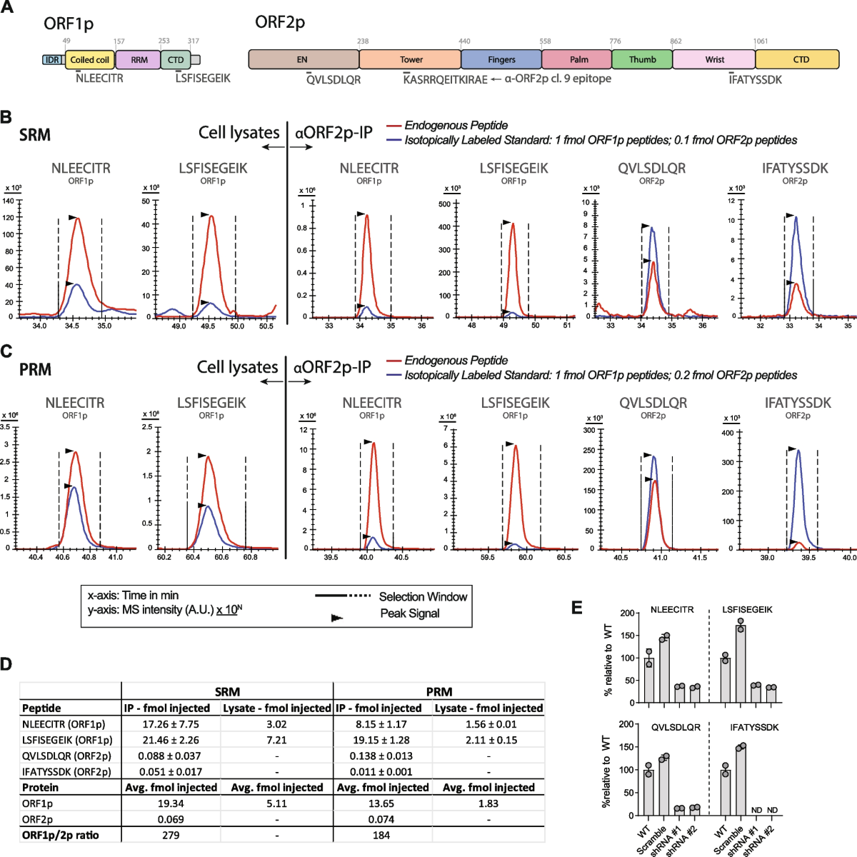 Targeted detection of endogenous LINE-1 proteins and ORF2p interactions |  Mobile DNA