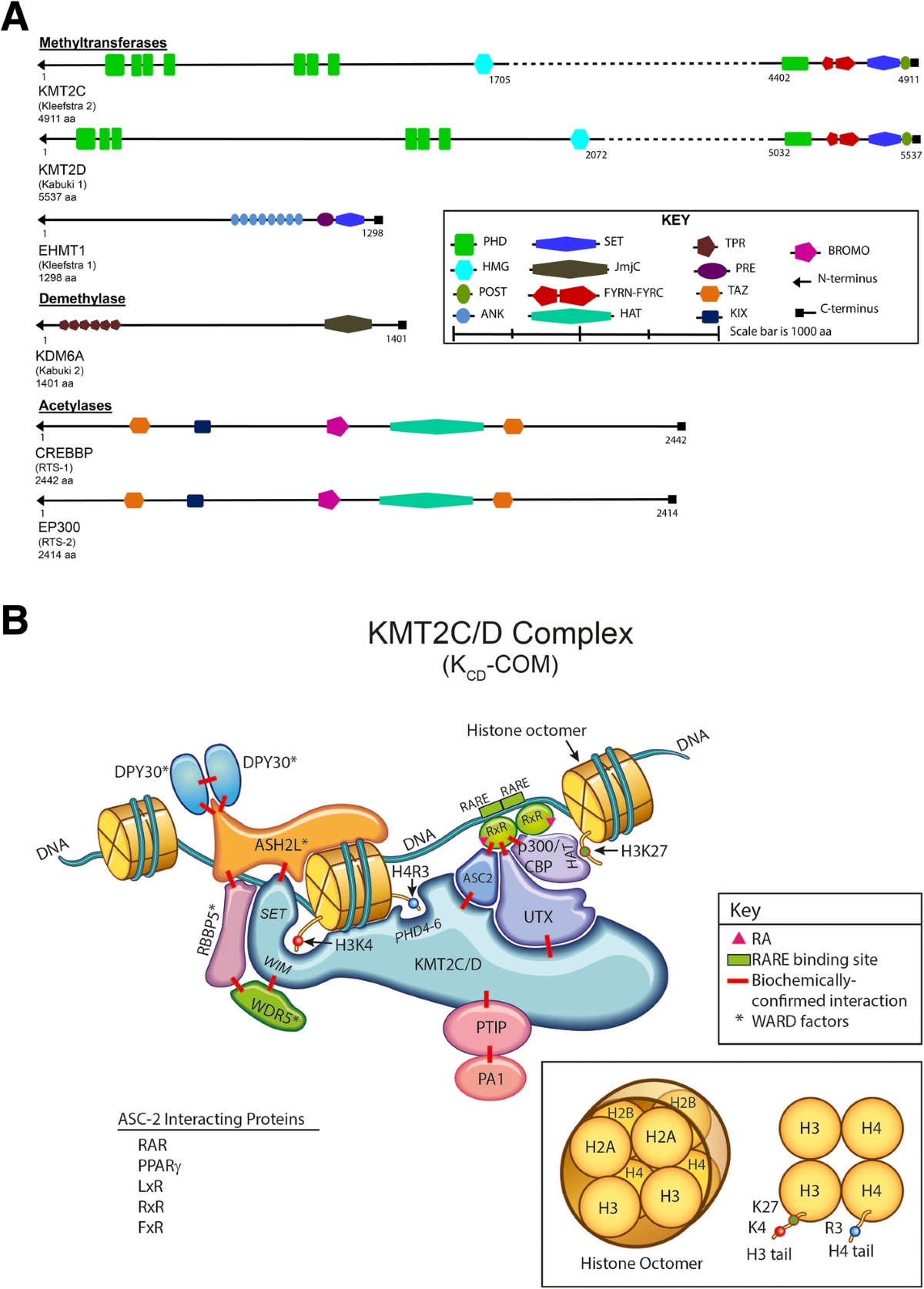 KMT2C/D COMPASS complex-associated diseases [KCDCOM-ADs]: an 