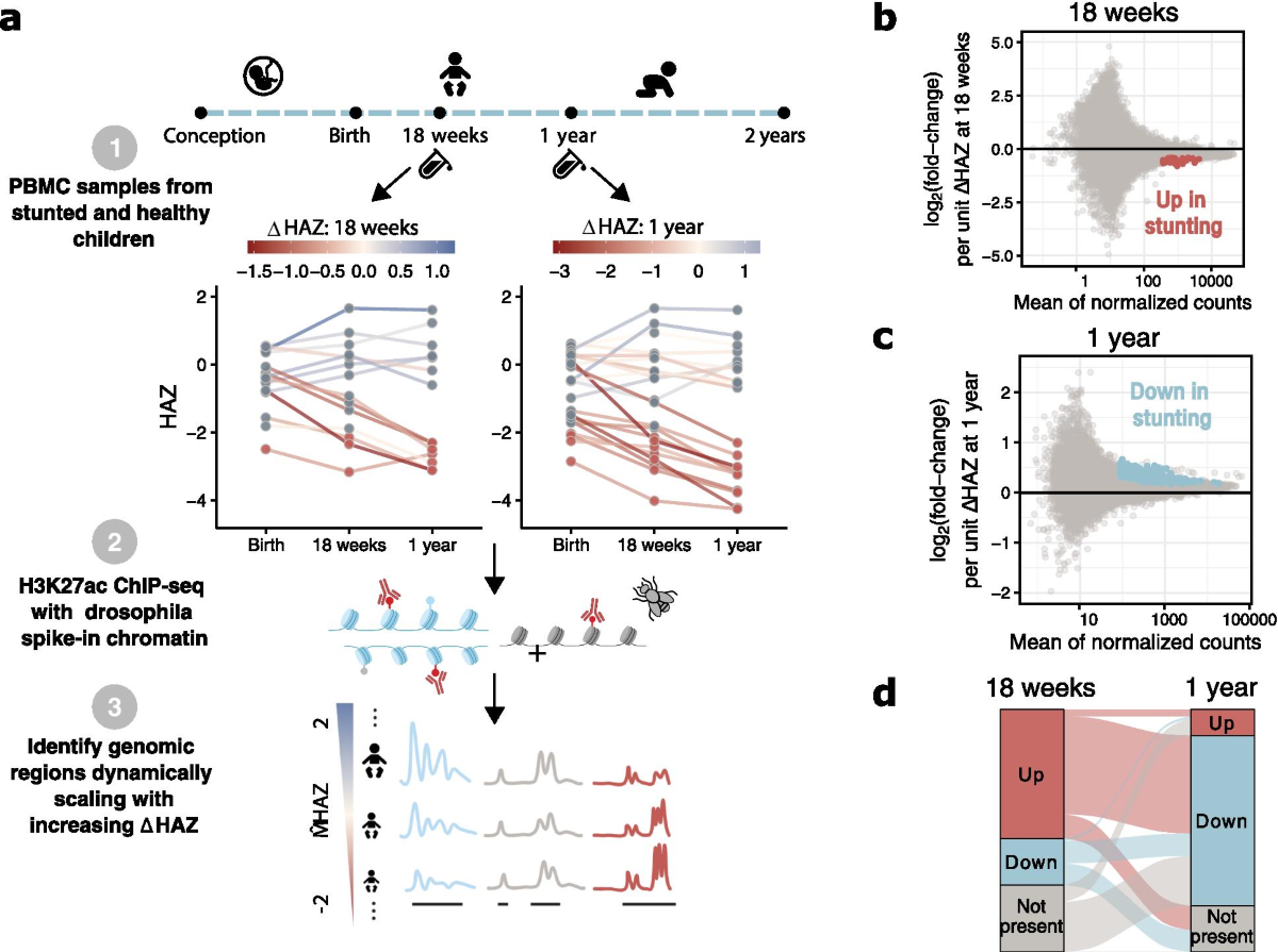 Histone H3 lysine 27 acetylation profile undergoes two global shifts in  undernourished children and suggests altered one-carbon metabolism |  Clinical Epigenetics | Springer Nature Link