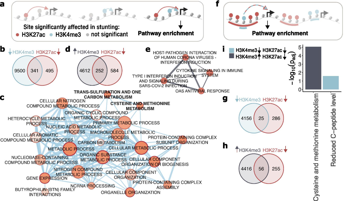 Histone H3 lysine 27 acetylation profile undergoes two global shifts in  undernourished children and suggests altered one-carbon metabolism |  Clinical Epigenetics | Springer Nature Link