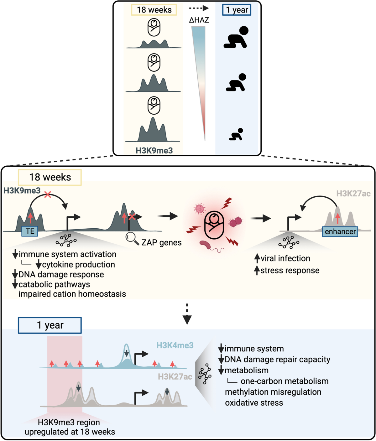 Globally elevated levels of histone H3 lysine 9 trimethylation in early  infancy are associated with poor growth trajectory in Bangladeshi children  | Clinical Epigenetics | Springer Nature Link