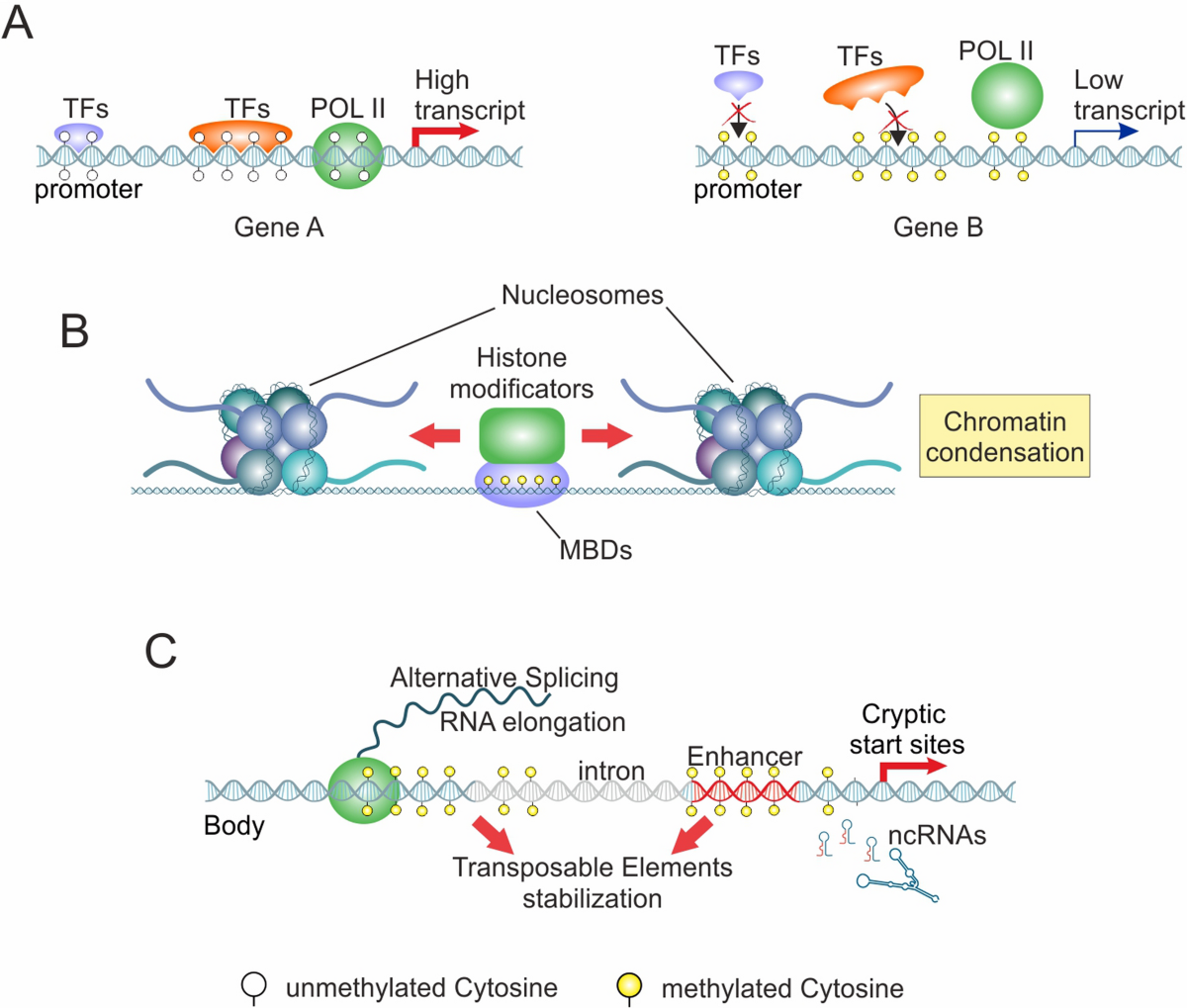 Recent advances on gene-related DNA methylation in cancer diagnosis, prognosis, and treatment: a clinical perspective | Clinical Epigenetics