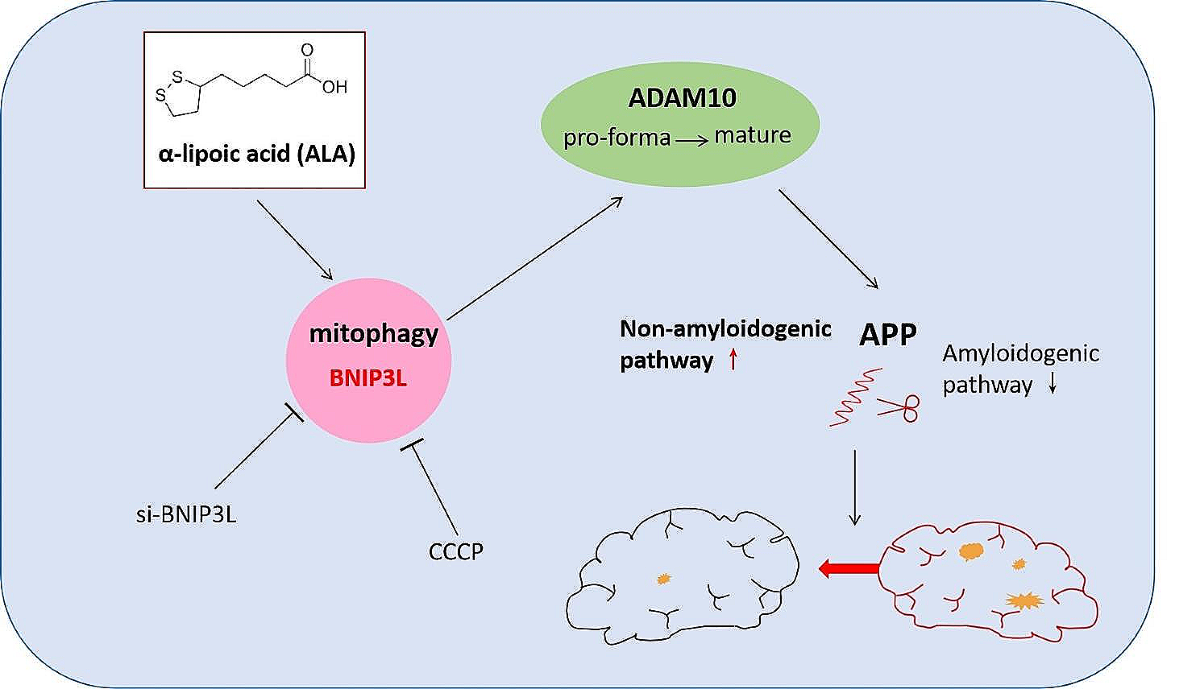 Alpha-lipoic acid for cognitive