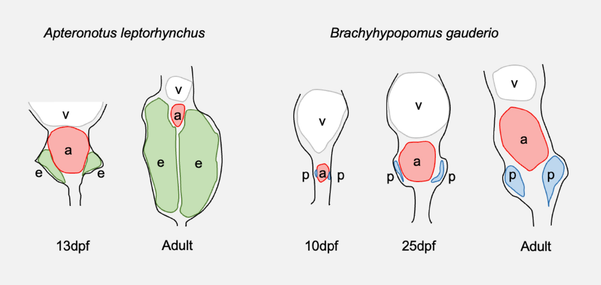 Convergent evolution of molecules in electric fish