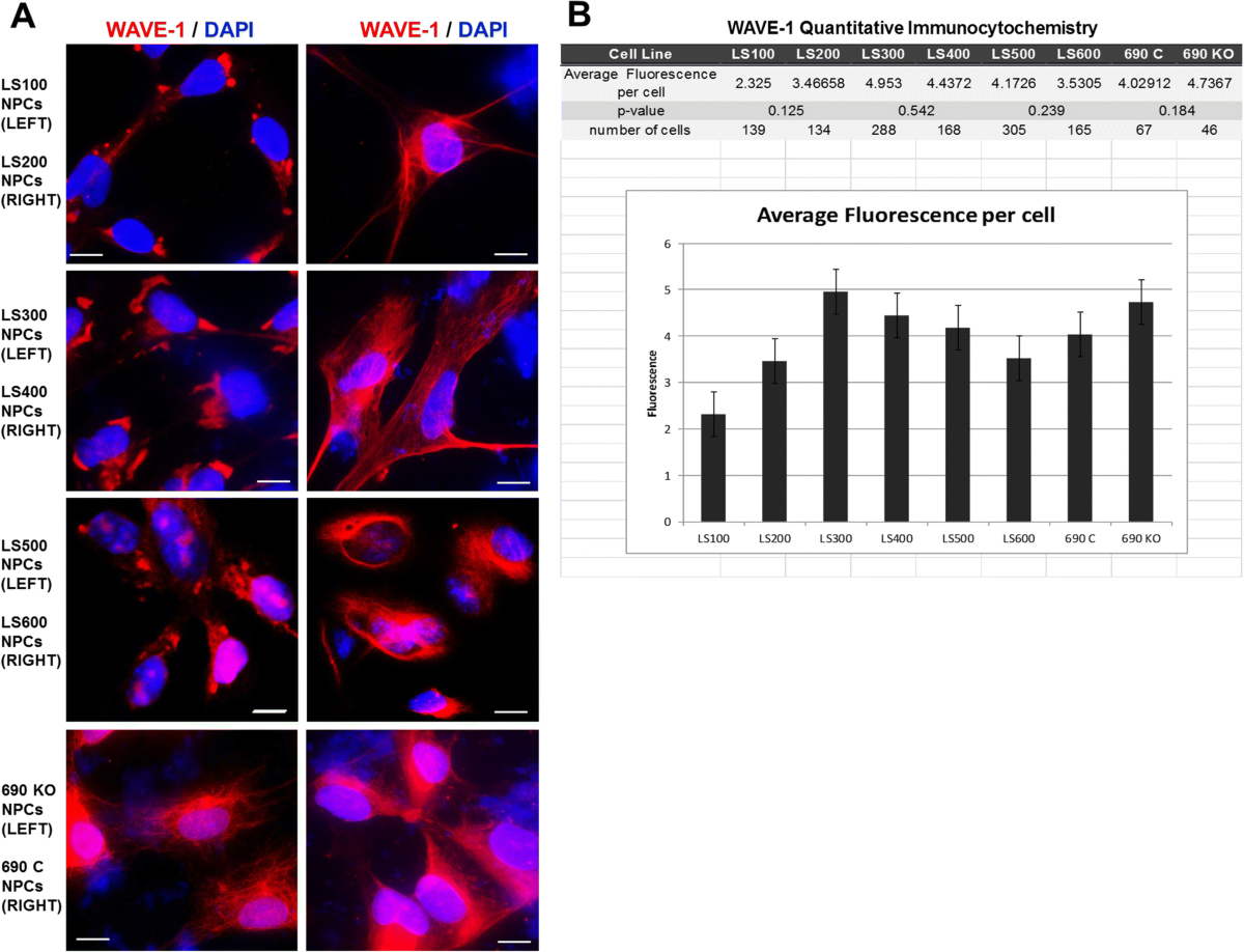 Modeling the neuropsychiatric manifestations of Lowe syndrome using induced  pluripotent stem cells: defective F-actin polymerization and WAVE-1  expression in neuronal cells | Molecular Autism | Full Text