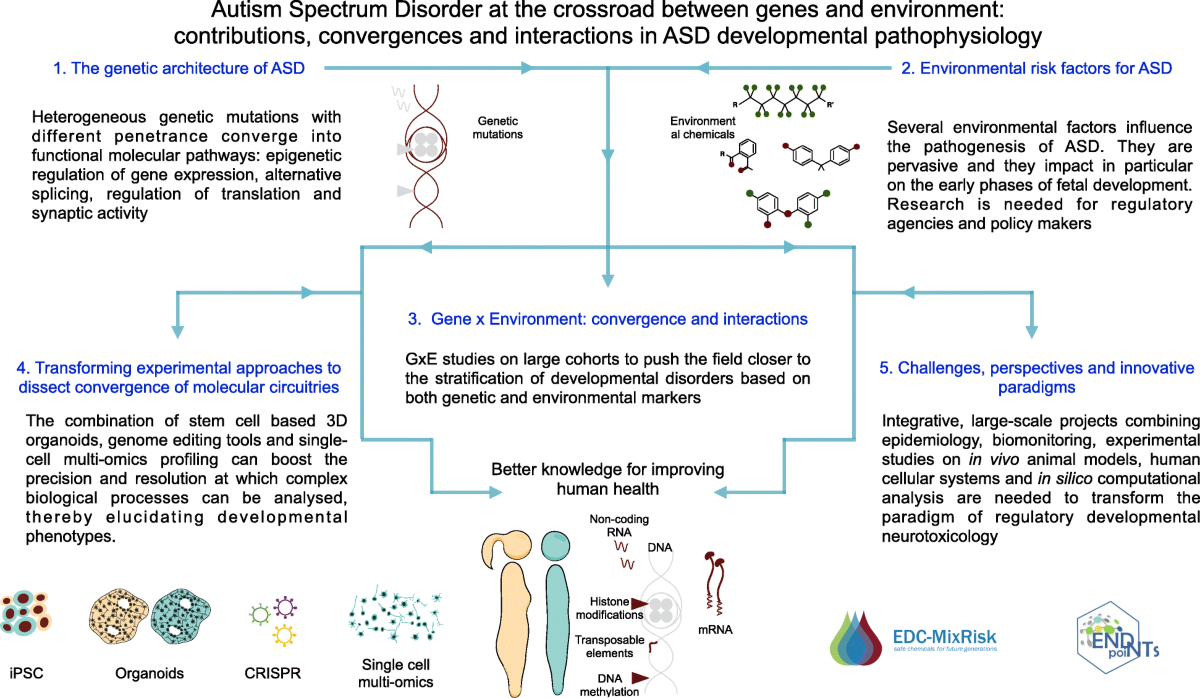 Autism spectrum disorder at the crossroad between genes and environment: contributions, convergences, and interactions in ASD developmental pathophysiology | Molecular Autism