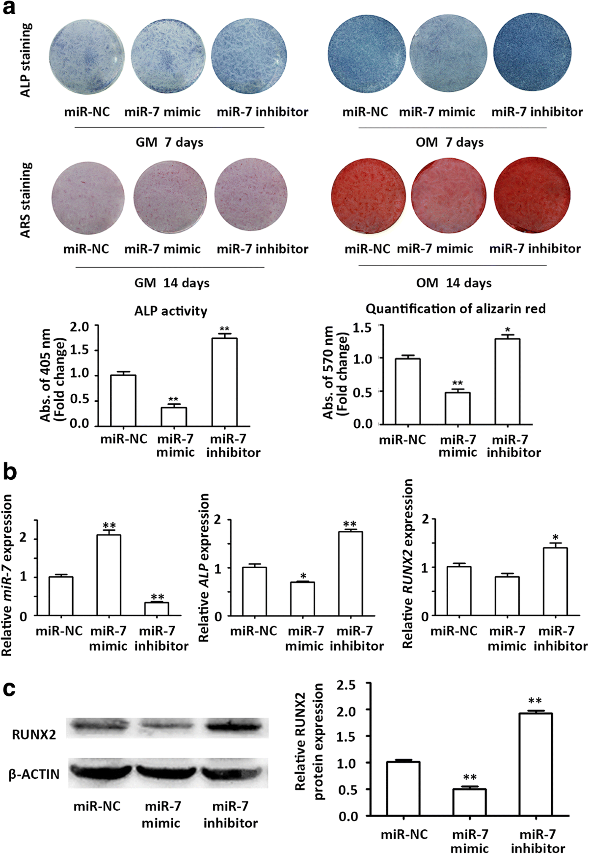 lsm nudes 018 Circular RNA CDR1as regulates osteoblastic differentiation of periodontal  ligament stem cells via the miR-7/GDF5/SMAD and p38 MAPK signaling pathway  | Stem Cell Research & Therapy | Full Text