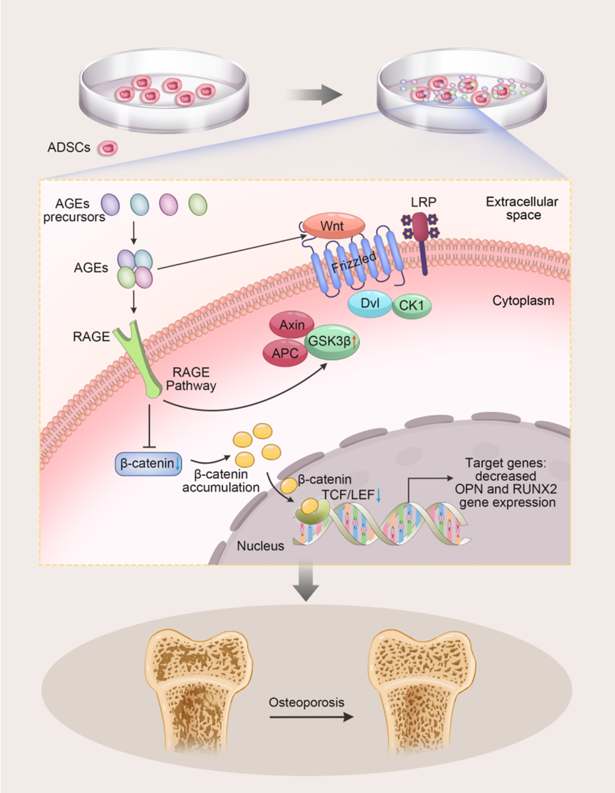 Effects of advanced glycation end products (AGEs) on the differentiation potential of primary stem cells: a systematic review | Stem Cell Research & Therapy | Full Text effects-of-advanced-glycation-end-products-ages-on-the-differentiation-potential-of-primary-stem-cells-a-systematic-review-stem-cell-research-therapy-full-text