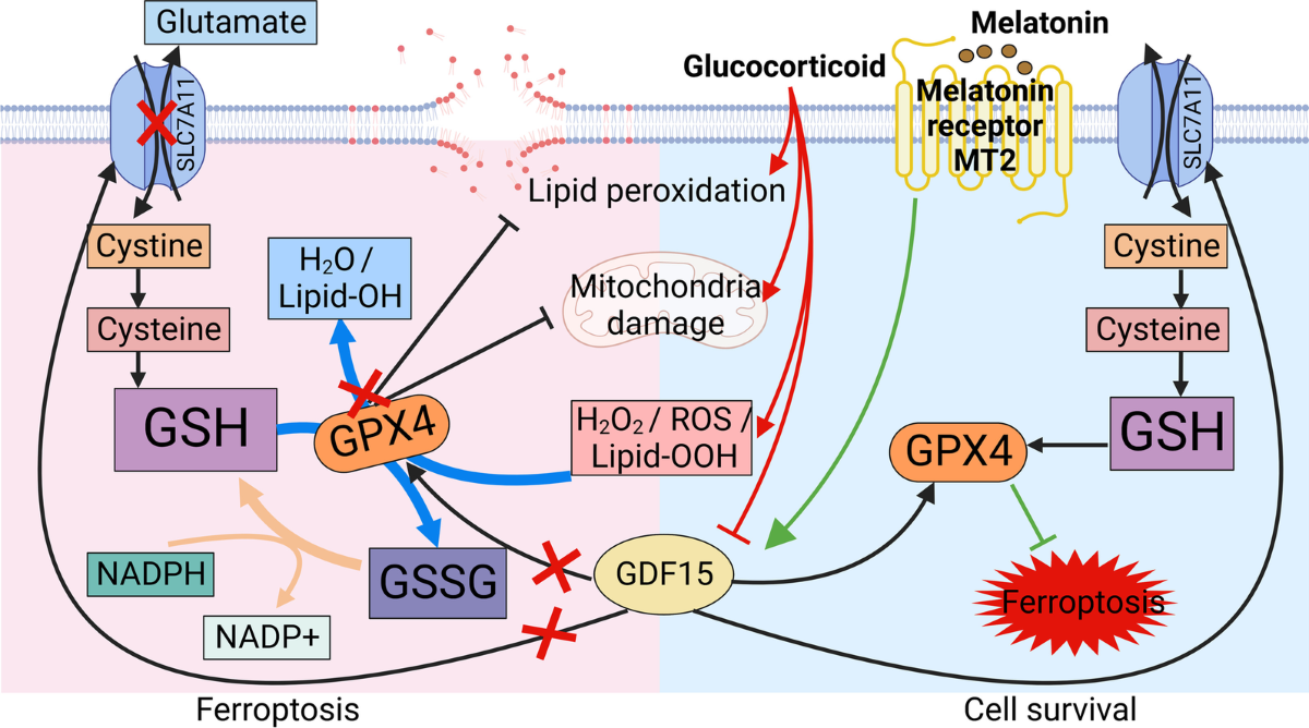 what nutrient is a coenzyme for glutathione peroxidase Glutathione system enhancement for cardiac protection: pharmacological  options against oxidative stress and ferroptosis