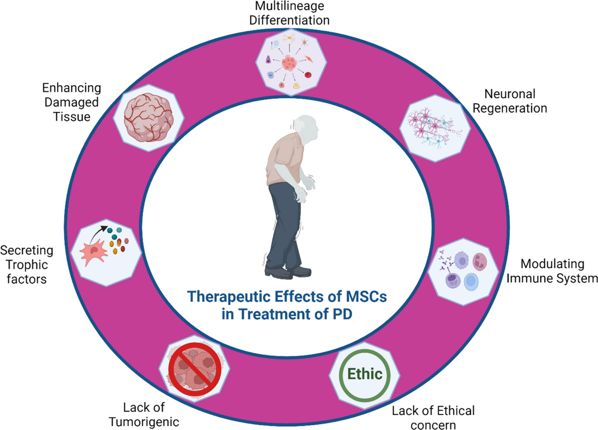 Image 2 for Stem cell therapy shows promise in reversing Parkinson's disease symptoms