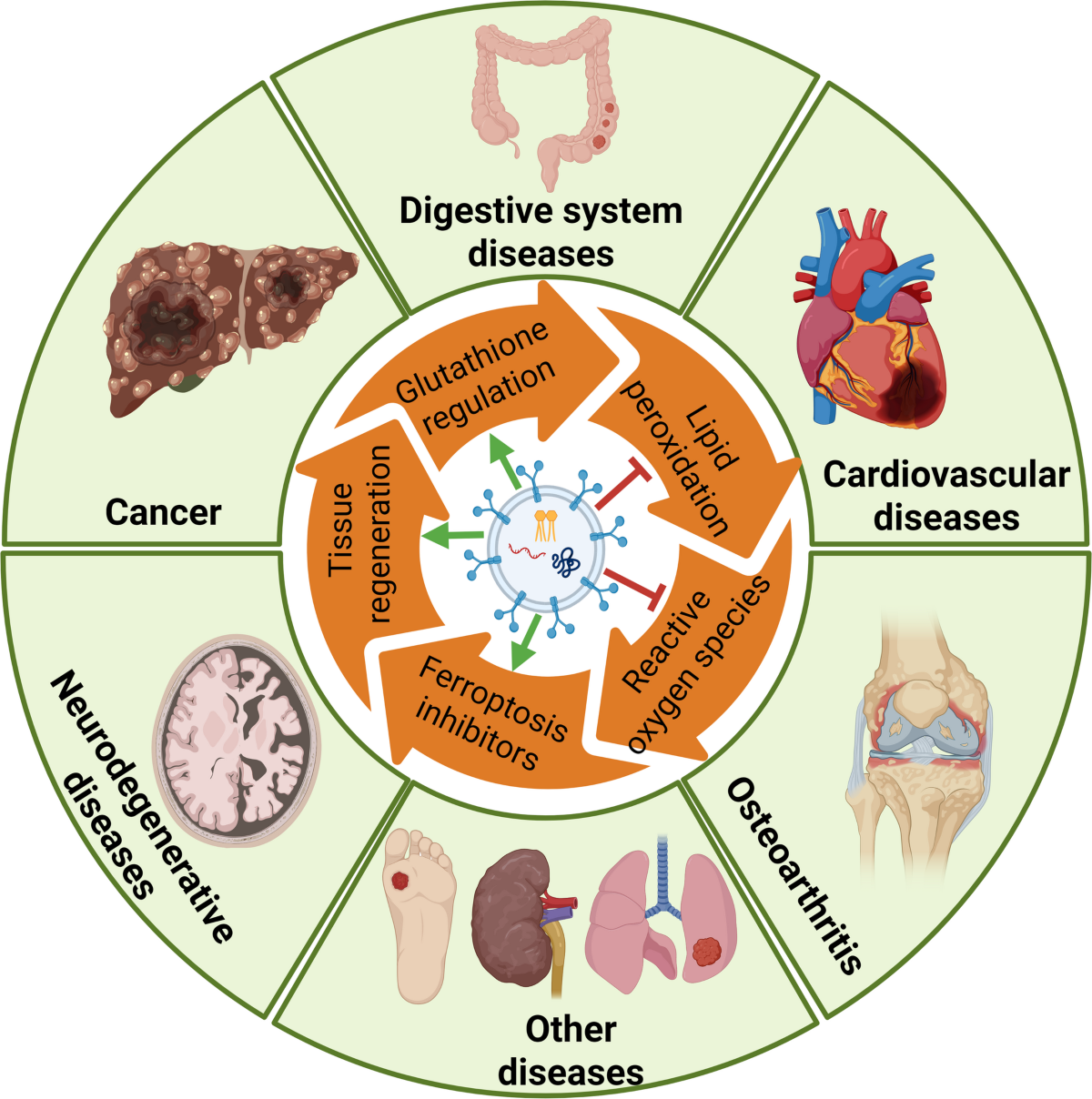 Mesenchymal stem cell-derived exosomes as a potential therapeutic strategy  for ferroptosis | Stem Cell Research & Therapy | Springer Nature Link