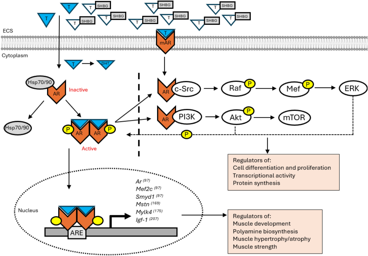 l-carnitine androgen receptor upregulation mechanism The role of androgens and global and tissue-specific androgen receptor  expression on body composition, exercise adaptation, and performance |  Biology of Sex Differences