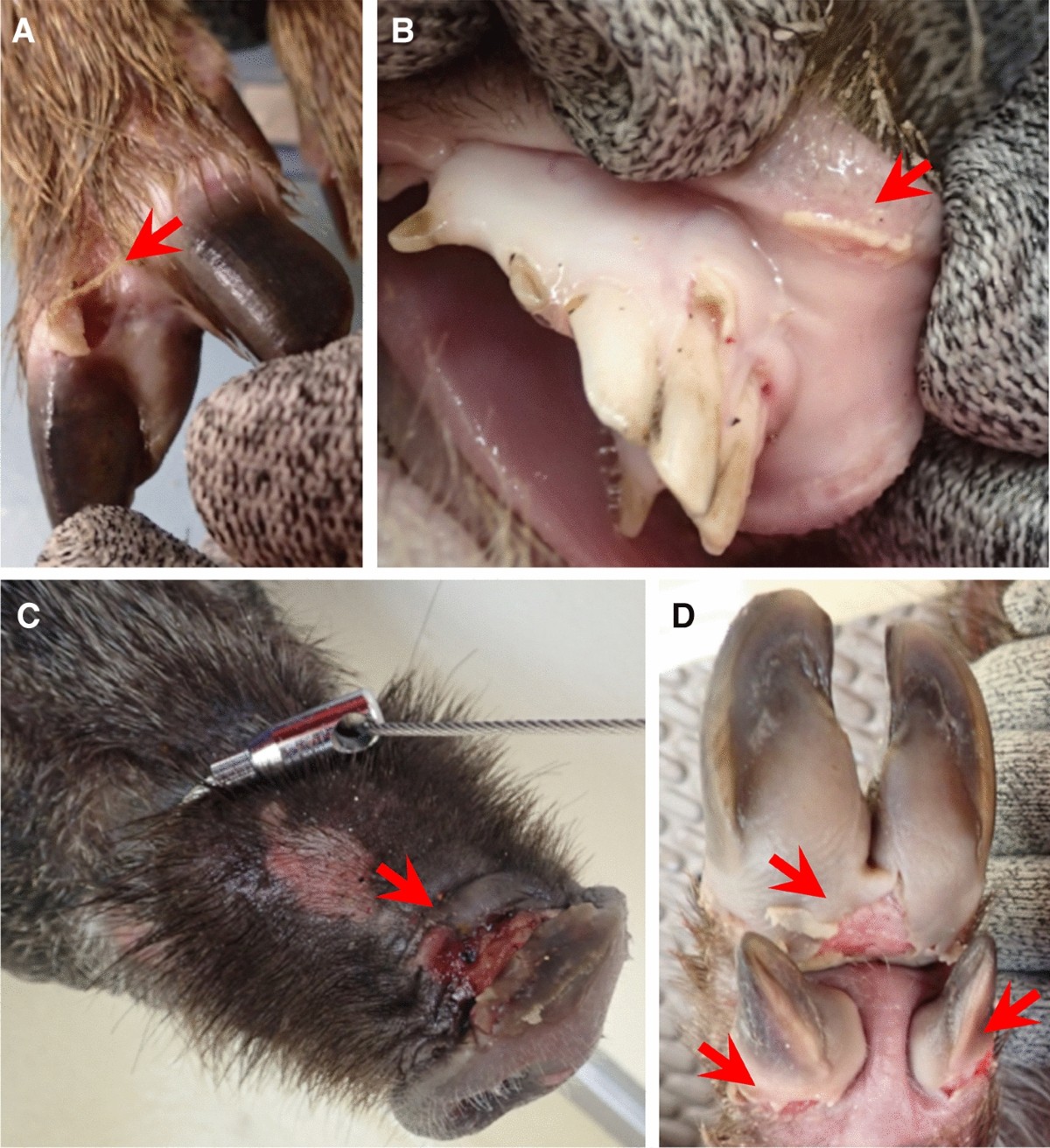Risk of transmission of foot-and-mouth disease by wild animals: infection  dynamics in Japanese wild boar following direct inoculation or contact  exposure | Veterinary Research | Full Text