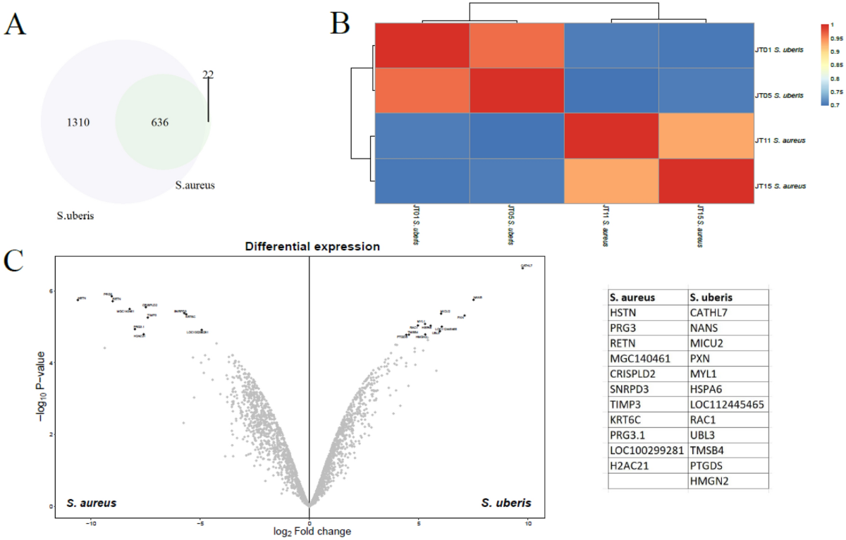 Metataxonomic analysis and host proteome response in dairy cows with high  and low somatic cell count: a quarter level investigation | Veterinary  Research