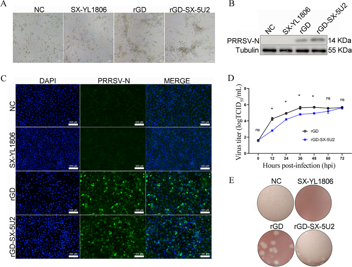 A chimeric strain of porcine reproductive and respiratory syndrome virus 2  derived from HP-PRRSV and NADC30-like PRRSV confers cross-protection  against both strains | Veterinary Research