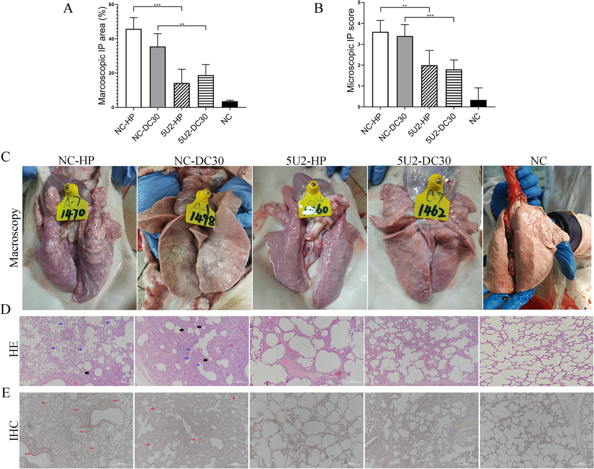 A chimeric strain of porcine reproductive and respiratory syndrome virus 2  derived from HP-PRRSV and NADC30-like PRRSV confers cross-protection  against both strains | Veterinary Research