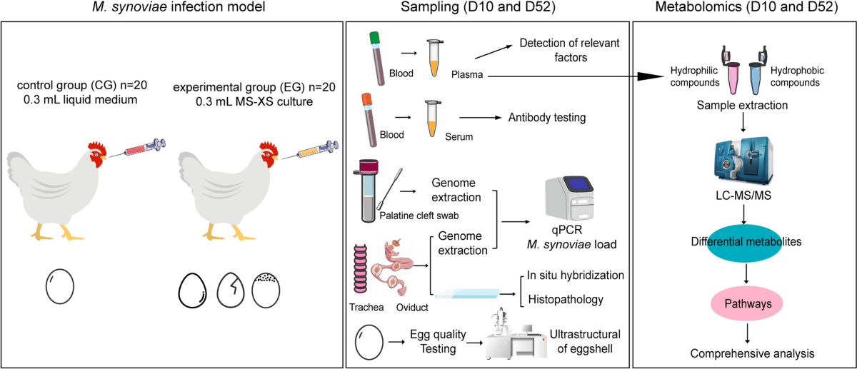 l carnitine chicken egg quality Plasma metabolomics of Mycoplasma synoviae infection in SPF White Leghorn hens by liquid chromatography-tandem mass spectrometry | Veterinary Research Nutritional aspects, production and viability