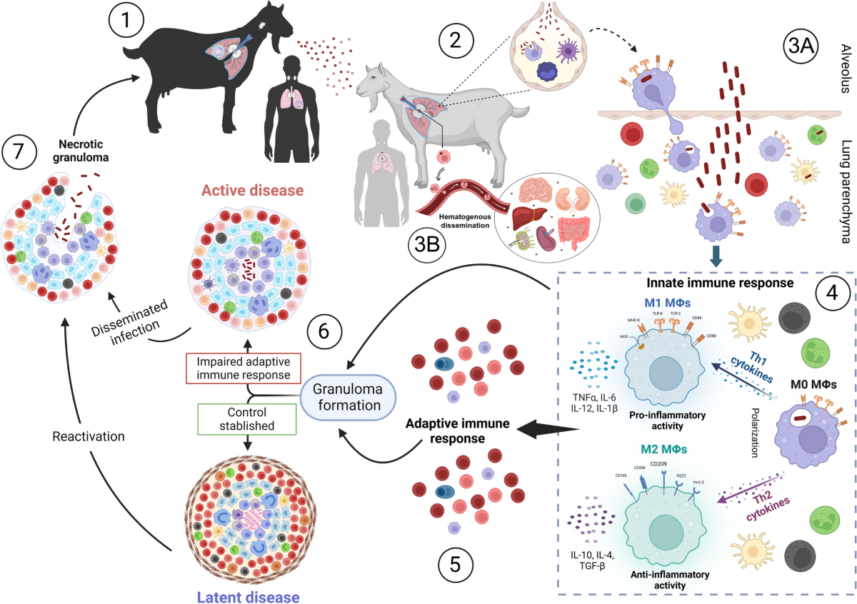 Immunopathogenesis of tuberculosis: cellular mechanisms and immune modulation | Veterinary Research
