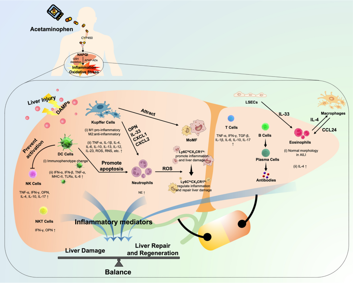 acetaminophen depletes glutathione mechanism The immunological mechanisms and therapeutic potential in drug-induced  liver injury: lessons learned from acetaminophen hepatotoxicity | Cell &  Bioscience