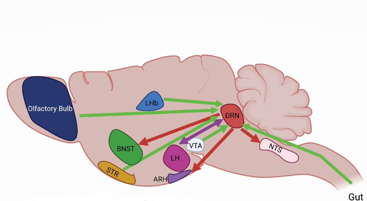 glp-1 inhibitors list GLP-1 Drug Overdose