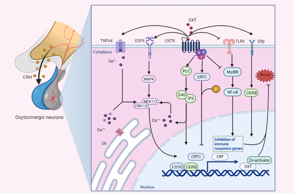Therapeutic uses of oxytocin in stress-related neuropsychiatric disorders |  Cell & Bioscience | Springer Nature Link
