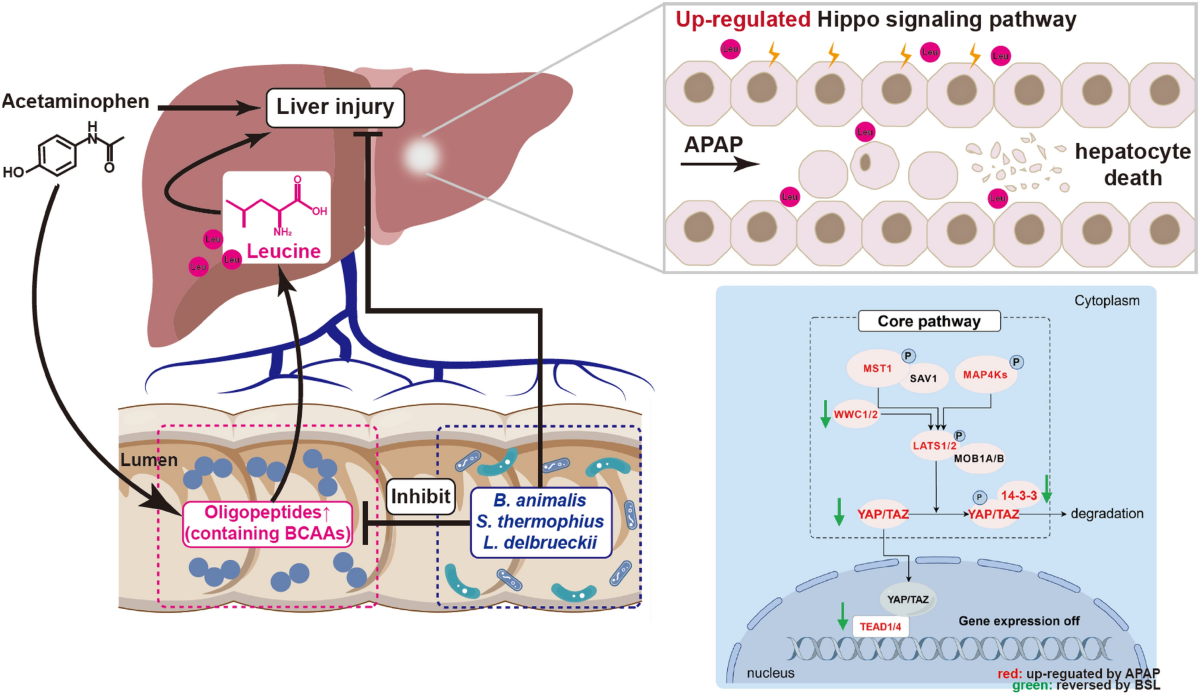 glutathione s transferase acetaminophen metabolism. Acetaminophen is metabolized primarily by does acetaminophen reduced glutathione Early