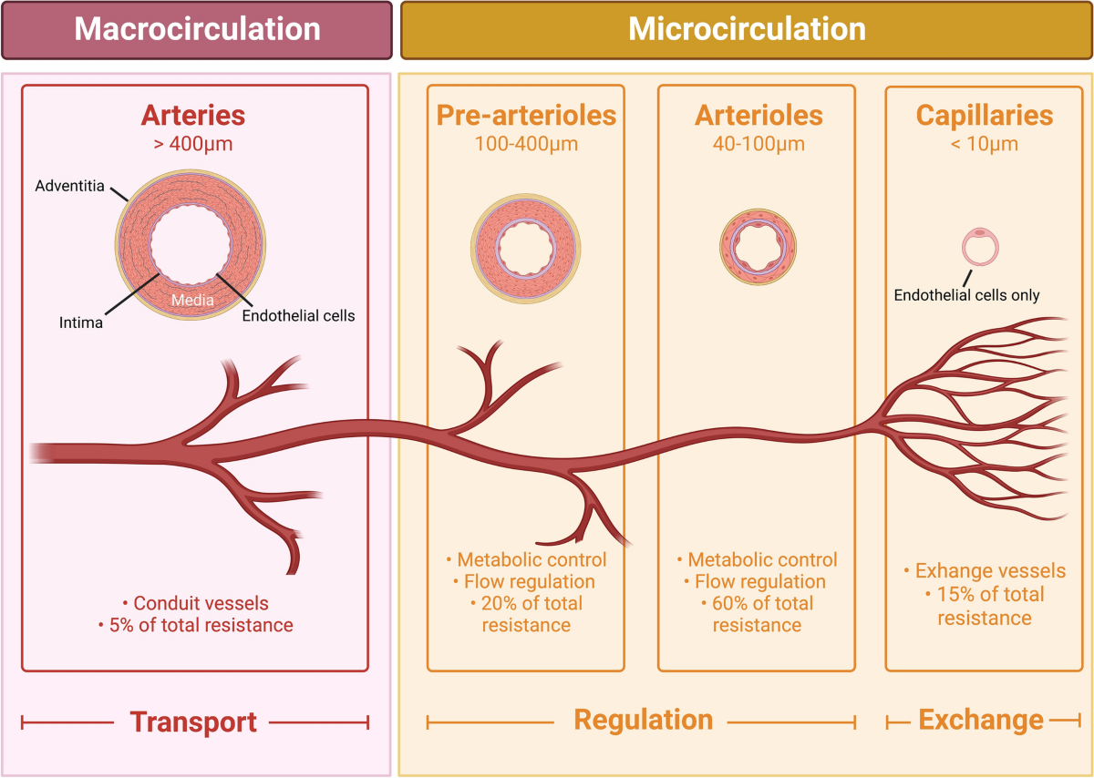 Microcirculatory dysfunction in cardiogenic shock | Annals of Intensive  Care | Springer Nature Link