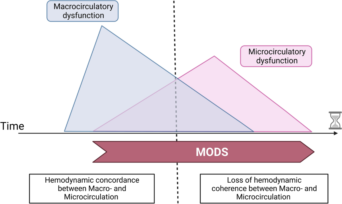 Microcirculatory dysfunction in cardiogenic shock | Annals of Intensive  Care | Springer Nature Link