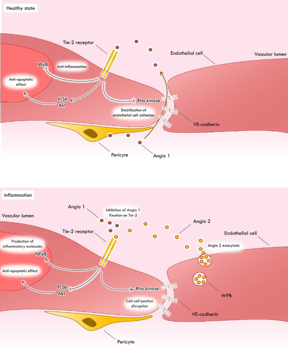 Biomarkers in cardiogenic shock: old pals, new friends | Annals of  Intensive Care | Full Text