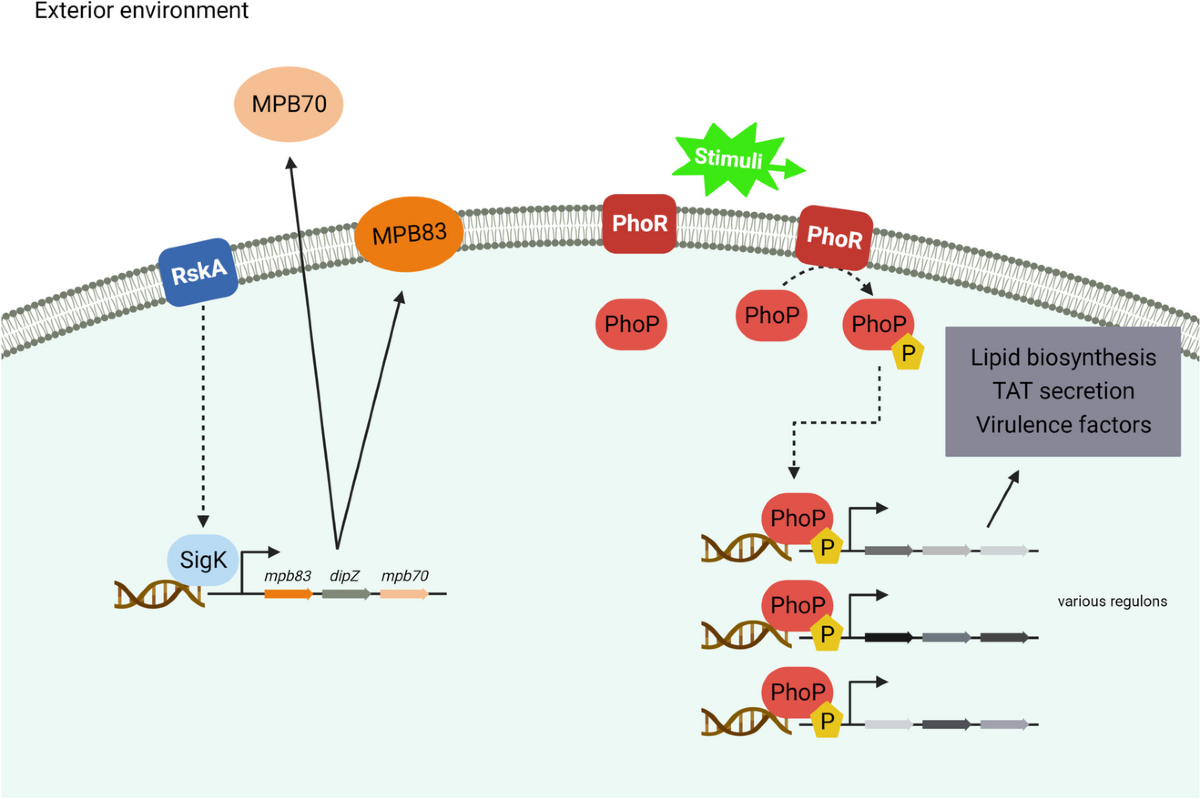 Exploring virulence in Mycobacterium bovis: clues from comparative genomics  and perspectives for the future | Irish Veterinary Journal | Springer  Nature Link