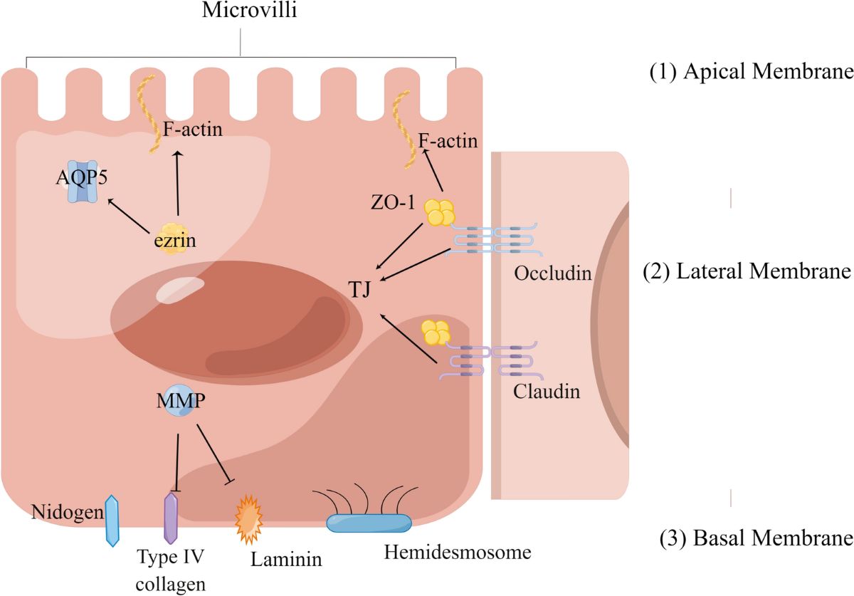Primary Sjögren's syndrome: new perspectives on salivary gland epithelial cells | European Journal of Medical Research