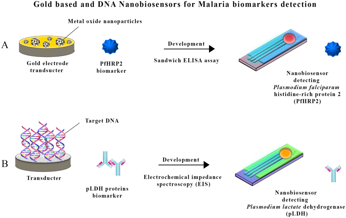 Nanobiosensors for revolutionizing parasitic infections diagnosis: a  critical review to improve global health with an update on future  challenges prospect | European Journal of Medical Research | Springer  Nature Link