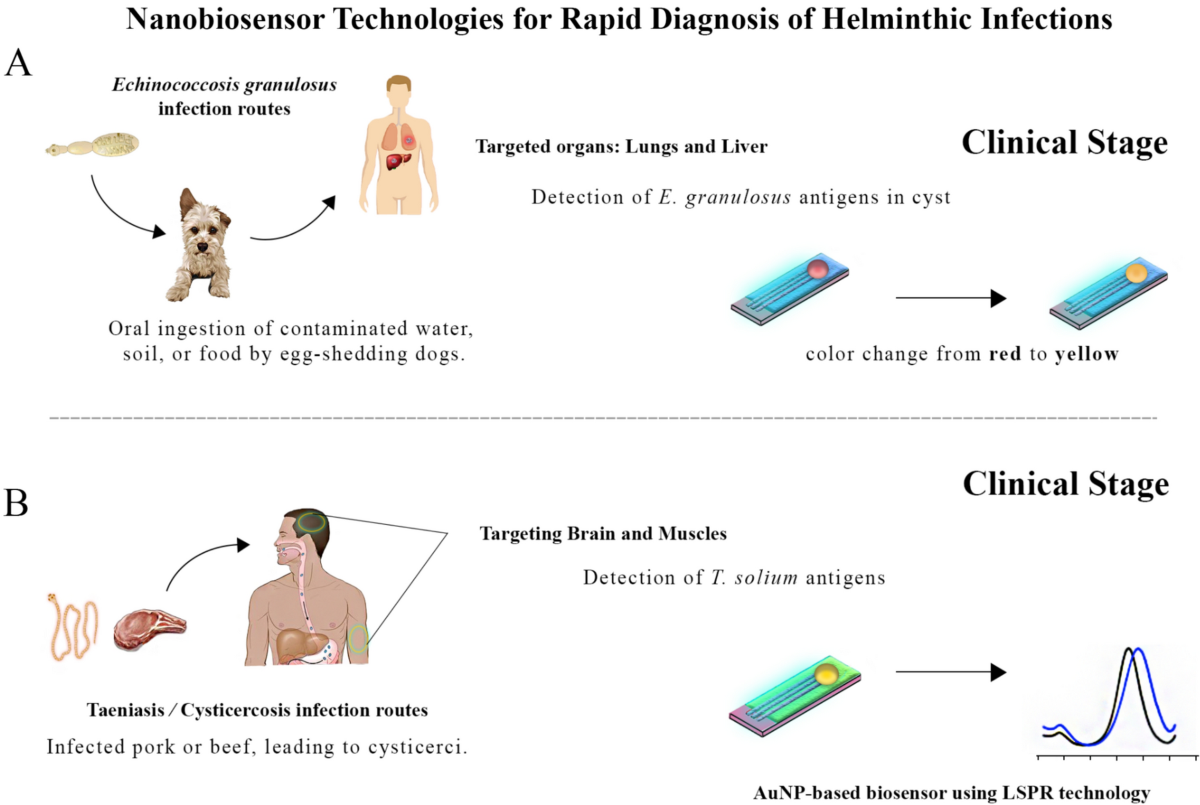Nanobiosensors for revolutionizing parasitic infections diagnosis: a  critical review to improve global health with an update on future  challenges prospect | European Journal of Medical Research | Springer  Nature Link