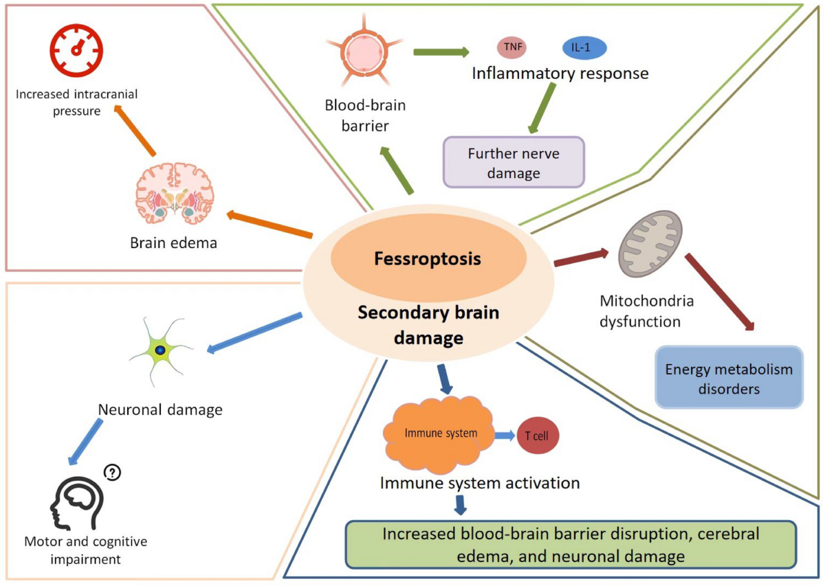 intracranial hypertension glutathione Ferroptosis associated with secondary brain damage induced by hypertensive underlying biological processes in intracerebral hemorrhage and therapeutic prospects | European Journal of Medical Research BPC-157 FlexMax 800mcg 60 Korean Whitening Injection Add Extra CoQ10:With CoQ10 Boost