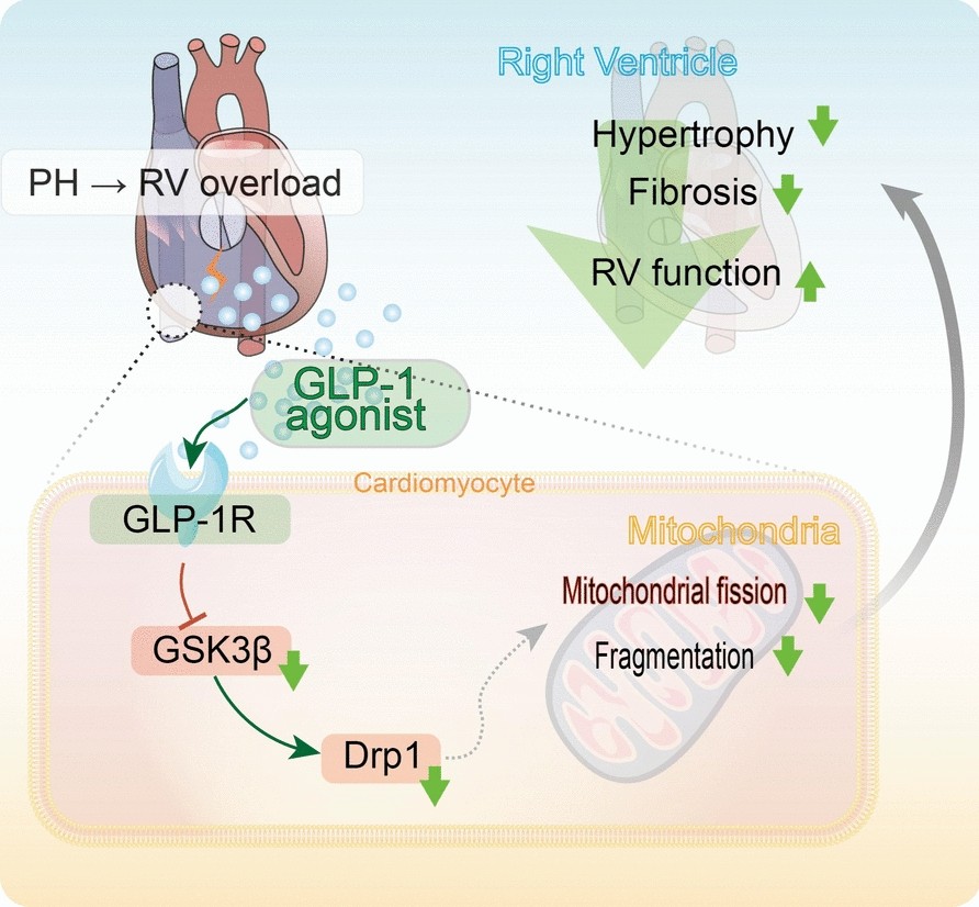 glp 1 mitochondria GLP-1 agonists reduce right ventricular mitochondrial dysfunction by  inhibiting the GSK3β-Drp1 signalling in pulmonary hypertension | European  Journal of Medical Research