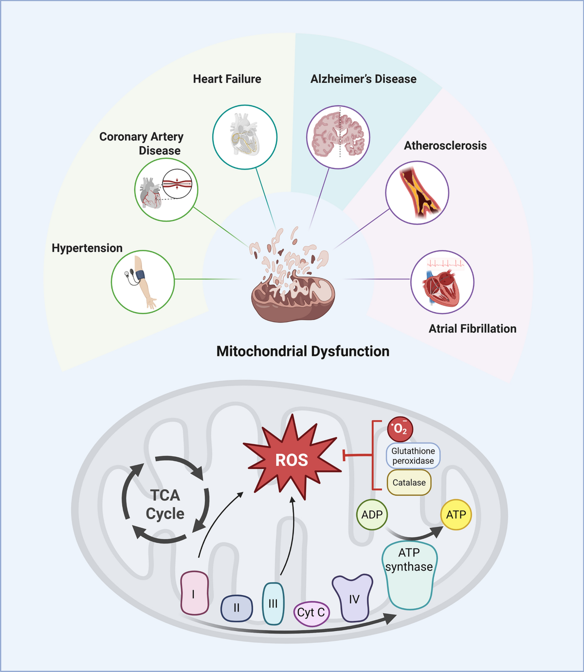 glutathione and heart palpitations Mitochondrial dysfunction: a common hub linking cardiovascular diseases and cognitive impairment | European Journal of Medical Research