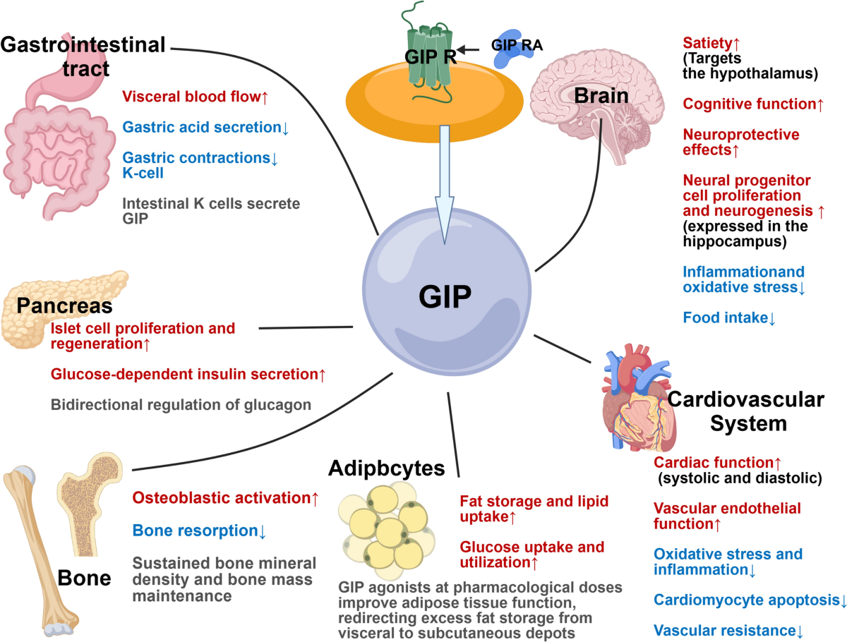 glp 1 and visceral fat What I Got Wrong About Menopause Metabolismand What I Recommend Now Are You Losing Fat or