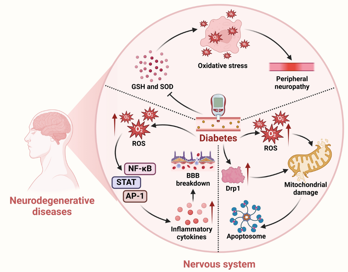 SGLT20 inhibitors a novel therapy for cognitive impairment via ...