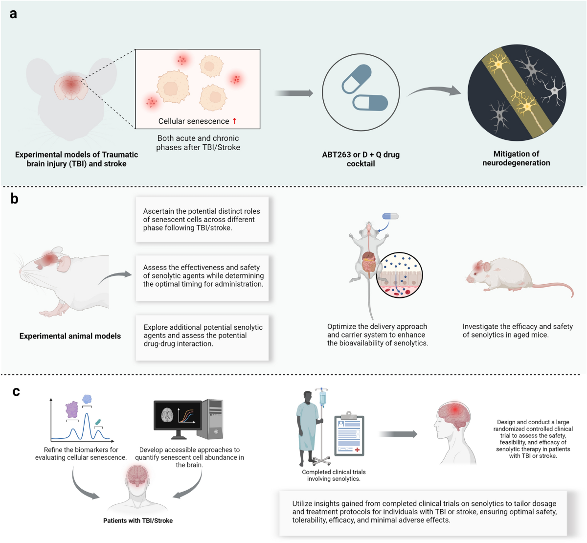 Cellular senescence as a key contributor to secondary neurodegeneration in  traumatic brain injury and stroke | Translational Neurodegeneration |  Springer Nature Link