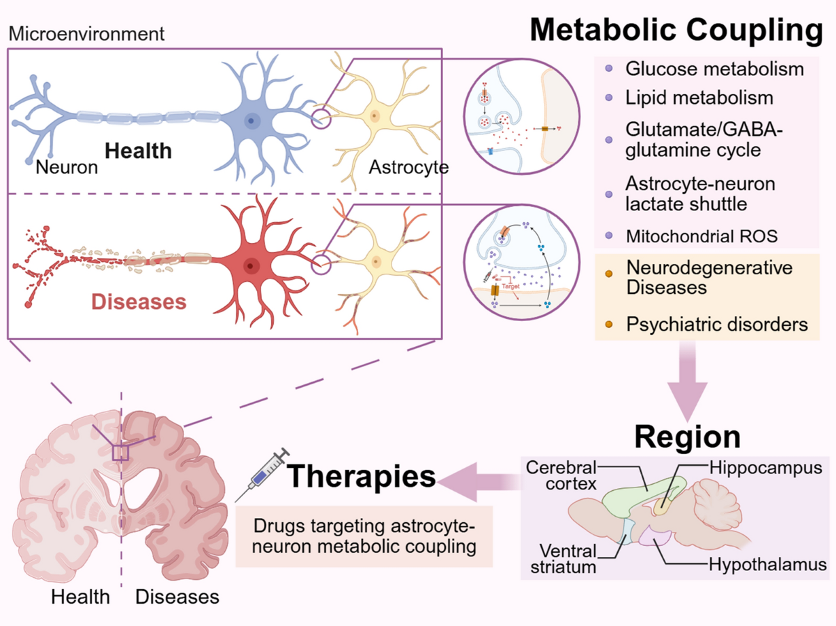 demonstrating glutathione production in neurons and astrocytes experiment Metabolic crosstalk the ageing brain: astrocyte-neuron coupling as a target for homeostatic restoration therapy | Translational Neurodegeneration Potency:250 mg Neurogan GHK-Cu Suero de Nerve Health