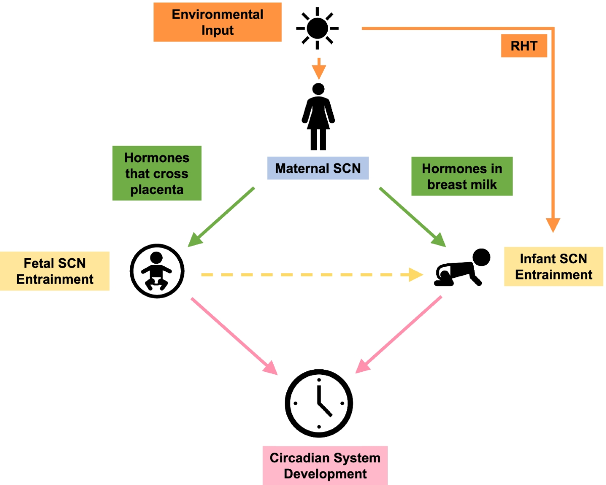 Safe Ways to Support Circadian Rhythm Development