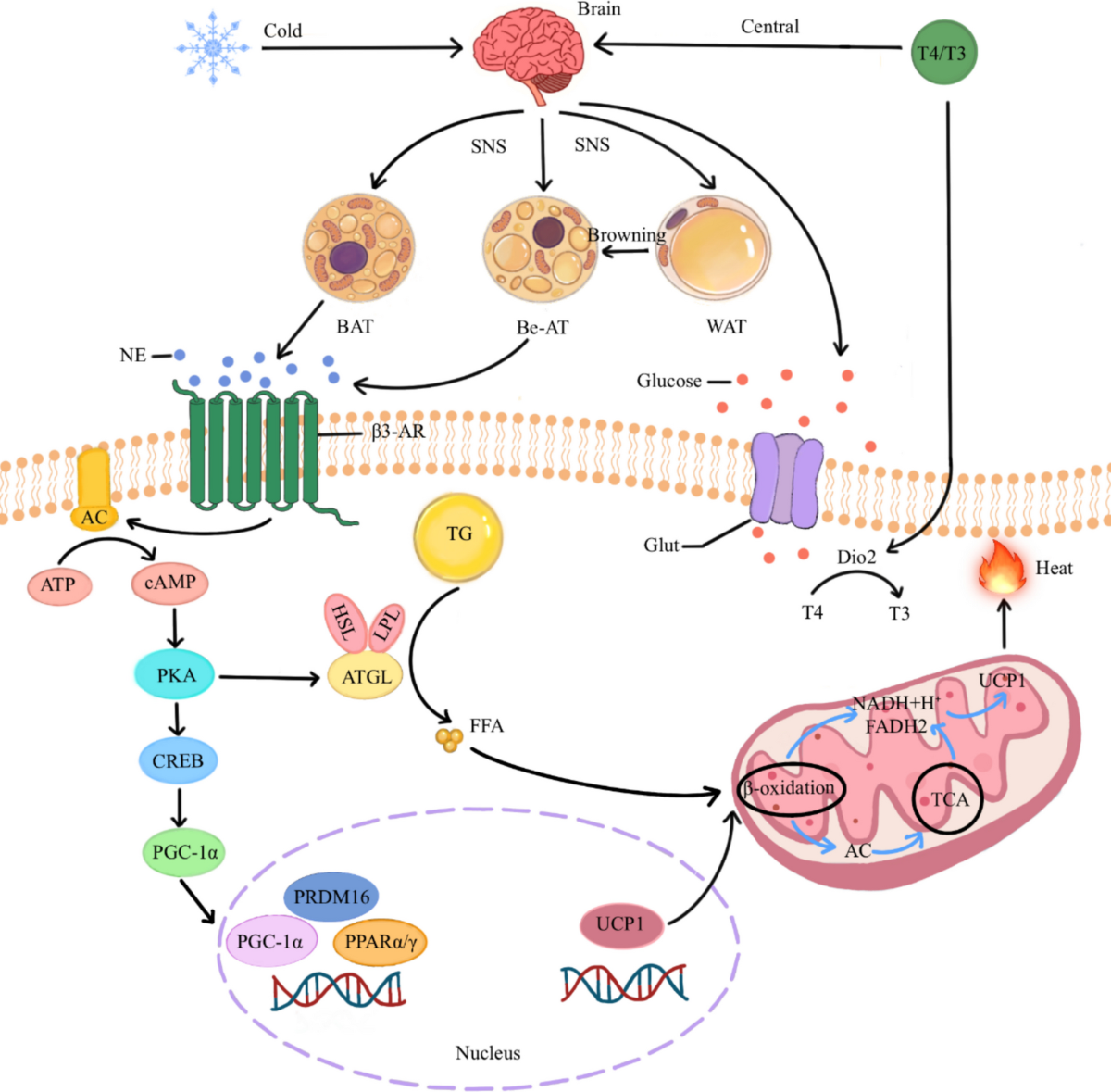 l-carnitine custom reduced fat enzyme coffee Advances in research on thermogenic substances | Journal of Physiological Anthropology Option:12 Packs (180 ct) non-stim fat burners B12 Injection Kits |