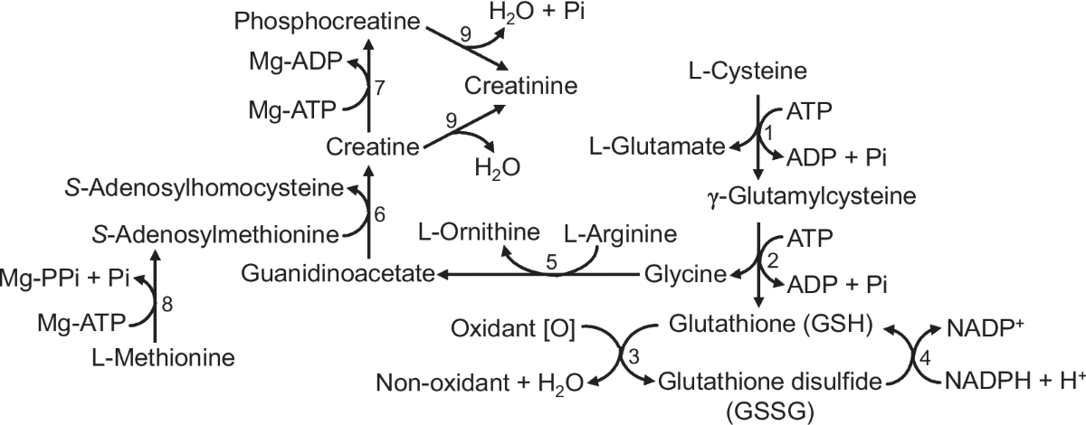 glutathione nutrition L-GLUTATHIONE 100 mg