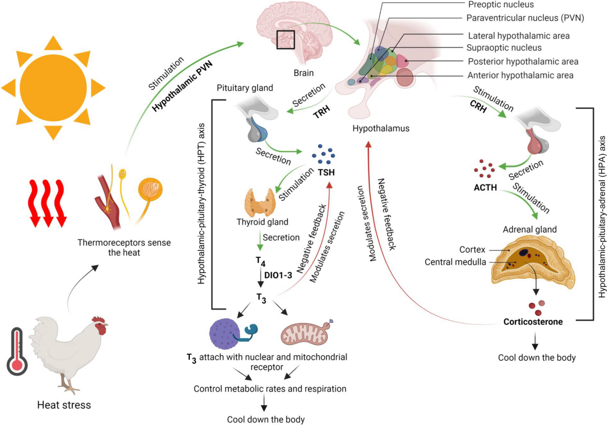 Embryonic thermal manipulation: a potential strategy to mitigate heat stress in broiler chickens for sustainable poultry production | Journal of Animal Science and Biotechnology