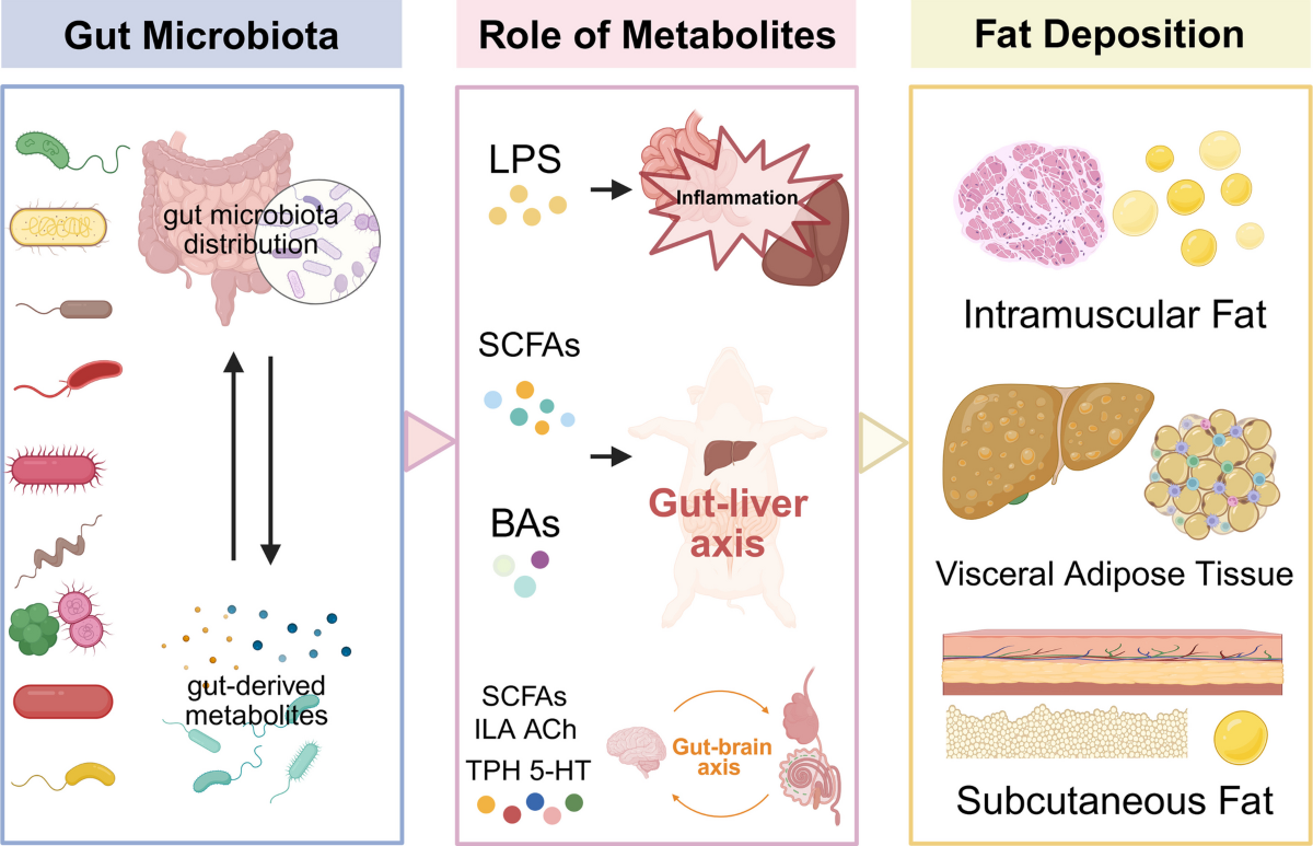 Advances in understanding the role of gut microbiota in fat deposition and  lipid metabolism | Journal of Animal Science and Biotechnology | Springer  Nature Link
