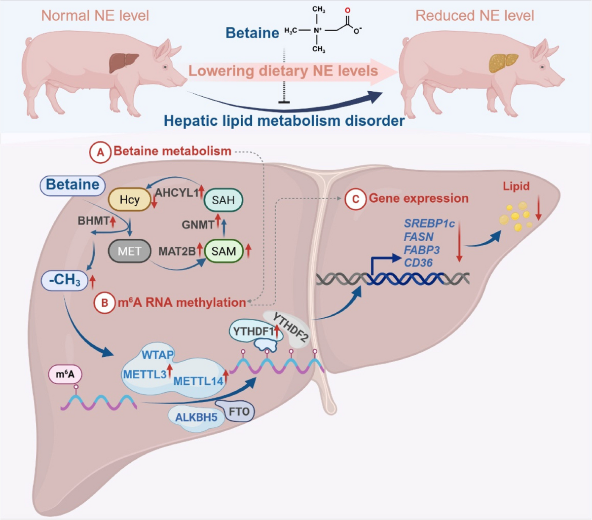 l carnitine swine diet Betaine alleviates hepatic lipid metabolism disorder in finishing pigs fed  a low-energy diet through regulating m6A RNA methylation | Journal of  Animal Science and Biotechnology