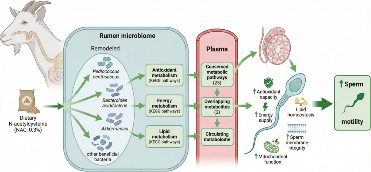 fad glutathione reductase Glutathione Reductase Cycle. Glutathione Peroxidase converts H2O2 to
