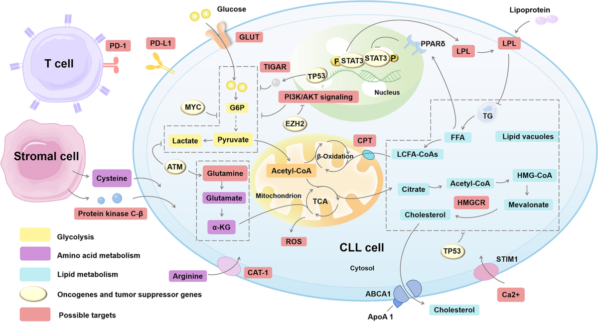 glutathione cll Targeting metabolic reprogramming in chronic lymphocytic leukemia | Experimental Hematology & Oncology Acne-prone
