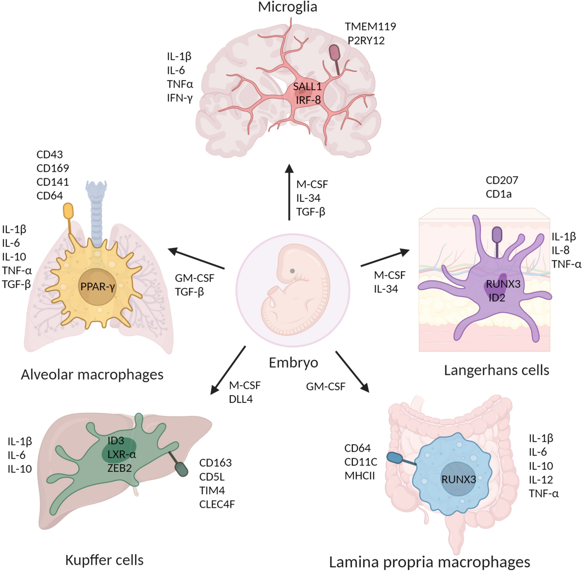The roles of tissue resident macrophages in health and cancer 