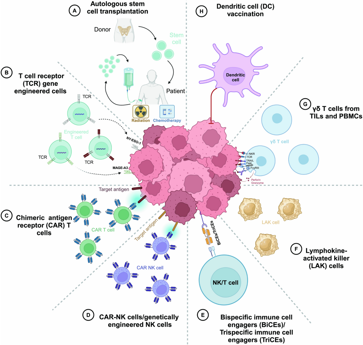 Autologous Organs: A Revolution in Transplantation